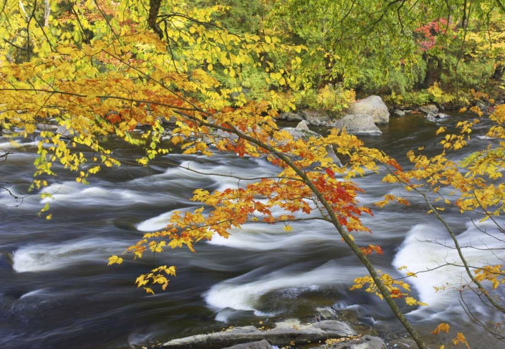 Canada, Fall maple foliage above river rapids art print by Gilles Delisle for $57.95 CAD